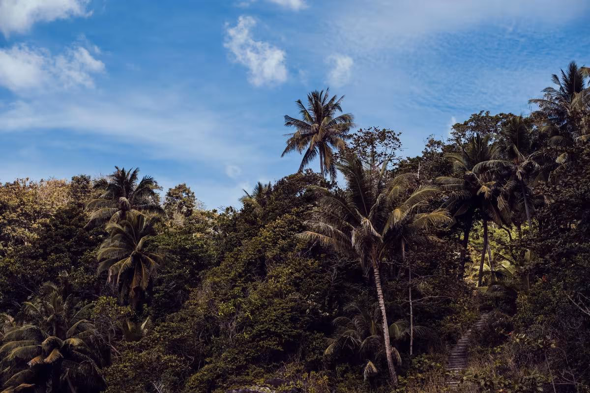Thailand: Palmen und tropischer Dschungel unter blauem Himmel mit weißen Wolken