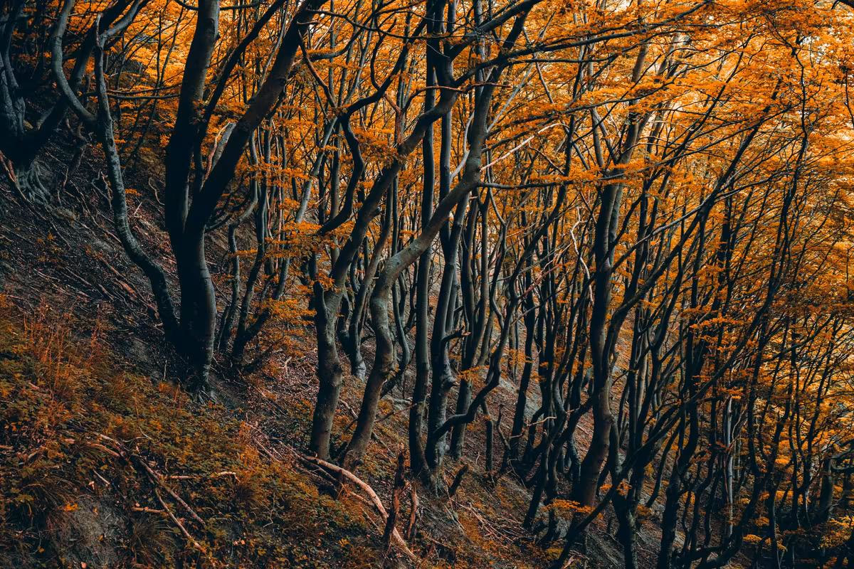 Copenhagen: Dunkler Herbstwald mit dichtem, goldenem Laub auf einem Hang.